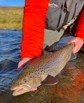 A freshly caught brown trout in Iceland.